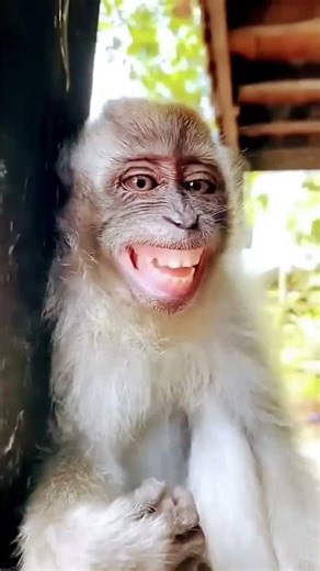 bandar mama🐒 video🐒🎥