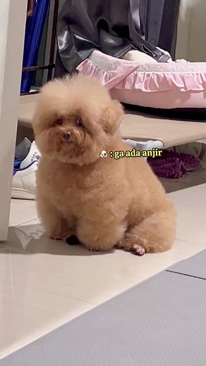 Poodle Lucu Tengah Nunggu Papi