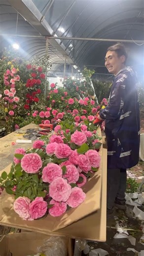 21K views · 80 reactions | It's peak season for Chinese roses. They're fragrant, heavy-blooming, and easy to care for. Florists across the country have been busy packing and selling them. #Travel #EcoCivilization #Happy #Foryou #FunChina | China Plus Culture | Facebook