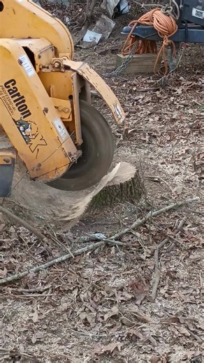 Property owners 🌳— that stump is costing you more than you think. Old stumps aren’t just an eyesore. They get in the way of mowing, attract insects 🐜, and slowly rot underground 🌿. Most homeowners put stump grinding off because it feels optional — until it becomes a bigger problem. Taking care of it now keeps your yard clean, usable, and stress-free 😊 Call or Text to get your assessment. #oldschooltree #treeremoval #treeservice #stumpgrinding #stumpremoval #stormdamagecleanup #lawncare #lawn