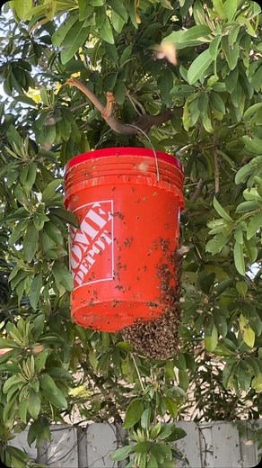Have to thank @ambee_assembly @amber_pelish for sharing about this simple bait hive. So easy to catch a swarm! I used a five gallon bucket that I had rendered wax in. It had all the hive smell, plus I added a swarm lure cotton ball in a plastic zip bag. I cut an entrance hole in the bucket, put the lid on, and hung it in my tree near the hives. So happy I was there for the magic moment of moving day. After they moved in I transferred them to a box hive, caged the queen for a day to keep her from