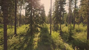 9.3K views · 133 reactions | This is your chance to soar over...