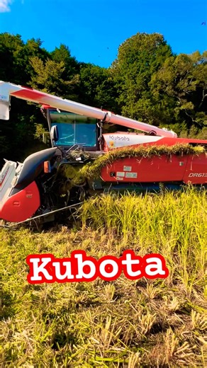 Kubota combine harvester DR6130クボタの6条130馬力コンバインで刈り取りSTAR🏃