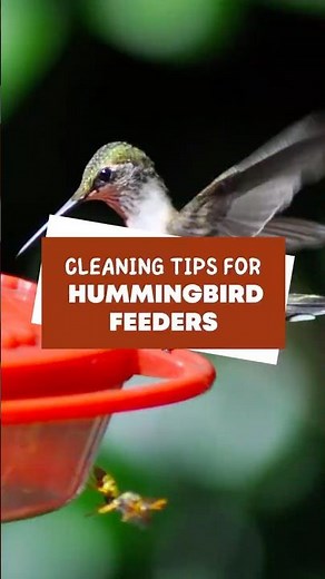 Cleaning tips for hummingbird feeders #shorts