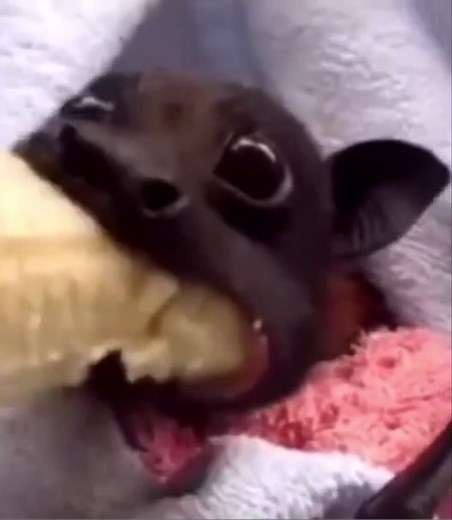 Bats Enjoying Their Daily Treats