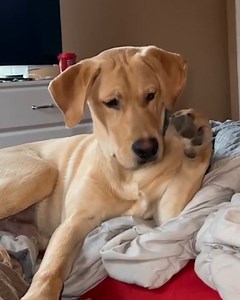4.3M views · 10K reactions | This dog was so confused when he discovered his paws  | Lessons Learned In Life | Facebook