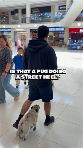 STSK9 - Nino Drowaert | Online Coach for Dog Trainers | MVP Student spotlight: Watch as this pug breaks the mold and masters Street Heel off-leash in a busy mall! 🐾✨ For too long, small breeds... | Instagram