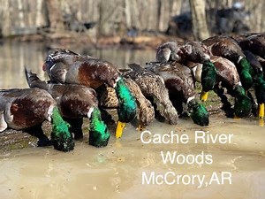 Cache River Woods Duck Hunt McCrory, AR