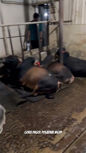 Inside Bangladesh’s Biggest Cow Farm 🇧🇩🐄 | Milk Production, Calf Care & Qurbani Preparation 2026