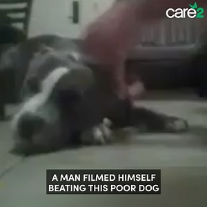 57K views · 272 reactions | A man filmed himself brutally beating a dog, and said he will do the same to women. Sign to help make sure that does not happen! | Care2 | Facebook