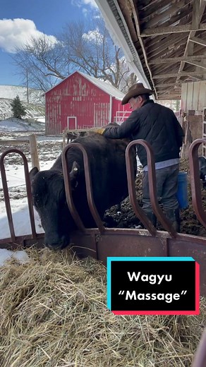 The Truth Behind Massaging Wagyu: Rancher's Scratch or Exaggerated Myth?