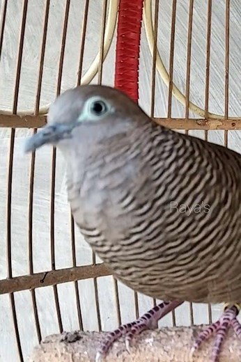 Local Turtle Doves Singing The Most Powerful Sounds To Lure All Turtle Doves