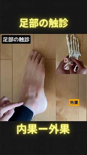 足部の触診④内果ー外果 #理学療法 #日本足病学協会