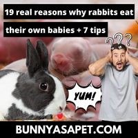 19 Real Reasons Why Rabbits Eat Their Own Babies   7 Tips