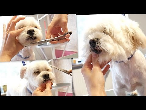 PetGroooming - Havanese Head Grooming #74