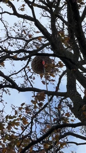 🌬️ Intervention en conditions extrêmes ! Vidéo où je suis intervenu sur un nid de frelons asiatiques perché à plus de 15 mètres de haut, en plein vent. 💨 Malgré les rafales et la hauteur impressionnante, la neutralisation s’est déroulée avec succès et en toute sécurité 💪🐝 | Y’HONEY