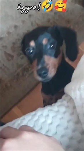 Lola fel akar jönni az ágyra!😅🥺#lolakalandok#lola#tacskó