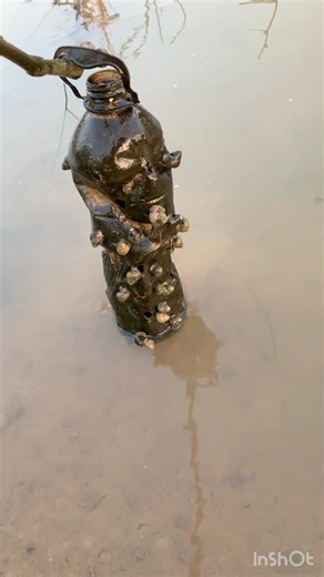 The way of life of snails #insects #nature #highlights #snail #shortvideo