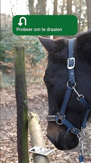 What if HORSES used Google Maps?! 📲🐴