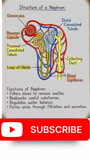 Nephron Structure Explained | Parts & Function Easy