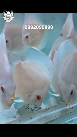 Discus Ninja on Instagram: "ALBINO PLATINUM DISCUS AVAILABLE #discus #tropicalfish #aquarium #reels #india #aquariumhobby #reelsinstagram #discusninja #discusfish #diskus"