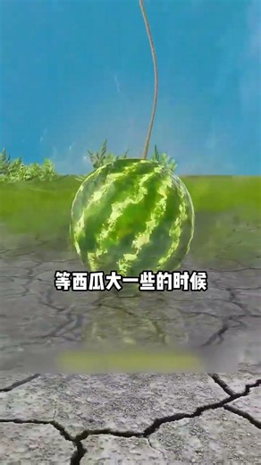 日本方形西瓜培育原理，靠透明模具限制果實生長 #冷知識 #科普 #水果