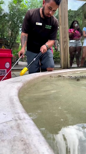 "The benefits of target training crocodilians are immense but to change the general public’s overall perception of crocodiles & their individualistic behaviors is the most profound reward of all."⁠ ⁠ 📹️ Croc Squad: Christian (crocodylus_christian)⁠ ⁠ ⁠ #thisiswildflorida #wildfl #orlandofl #thingstodoinorlando | Wild Florida