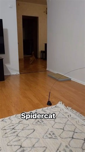 Cats on Instagram: "Introducing... Spider Cat! 🕷️🐾 Watch as our fearless feline defies gravity with the agility of a superhero. One moment, they’re dashing across the floor with lightning speed, and the next—they’re scaling the wall like it’s nothing! 😱 It’s not every day you see a cat turn into an acrobat, running up to the wall and sticking to it like some kind of wall-crawling marvel. But that’s just what our little furball does best—turning ordinary moments into extraordinary feats! 🐱💥 