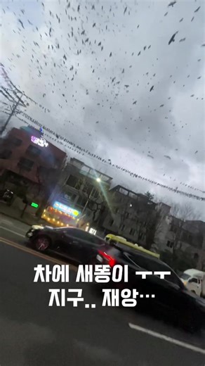 울산 까마귀 재앙과 팰리세이드 새똥 문제