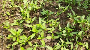 Chilli Nursery. Chilli plant seeding. small plants of Chilli ready for plantation. Vegetable seeding and farming ready to plant plantation. Stock Video