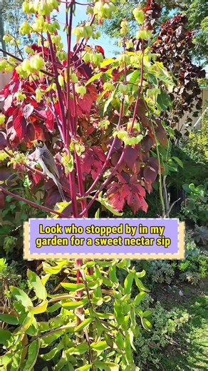 Feeding on flower nectar helps birds get energy and helps flowers spread their pollen. Nature's perfect pollinator partnership. #plantitalyninoz #kahalaman #garden #nature #birds