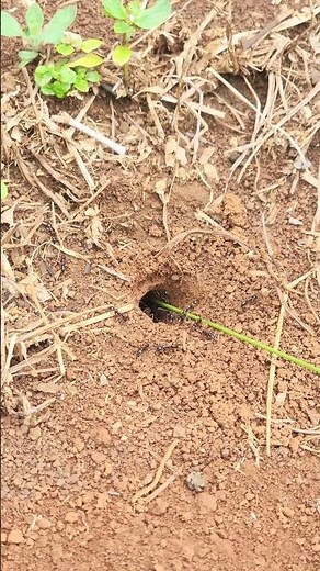 Catching Crickets Made Easy 🦗 | Explore Nature in Your Backyard