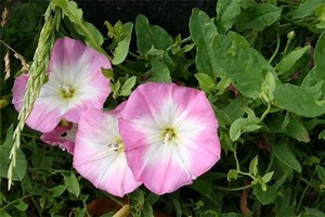 Convolvulus - Alchetron, The Free Social Encyclopedia