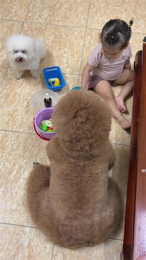 Cam said: Học phí thì lấy lương tui đóng, xong h còn bắt tui trông nó, rồi là con bà hay con tui 🤣🤣🤣 #poodle #thucung #xuhuong #yeuchomeo #tamchomeotainha