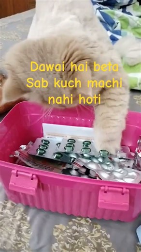 dawai bhi nahi chodata #cat #animallovers #catlovers #catvideos #cute #petlovers #catworld #pet