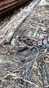 Canebrake Rattlesnake from the great state of alabama. 1 of 4 canes seen on our trip Out West. #herping #alabama #snakes #animals | adventorin
