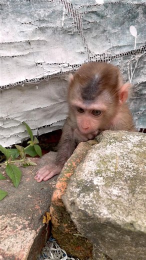 The monkey was looking for peace and quiet, but it heard a strange noise and looked around.