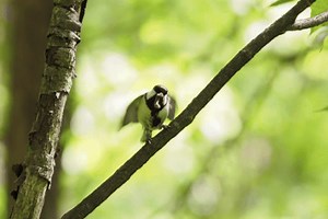 1K views · 32 reactions | A small bird, the Japanese tit, gestures “after you” to their mate when they arrive with food at the nest: https://ow.ly/gCJr50R1Z43 #utokyo #research #birds #birdspotting #birdwatcher #nature #wildlife | The University of Tokyo / UTokyo | Facebook