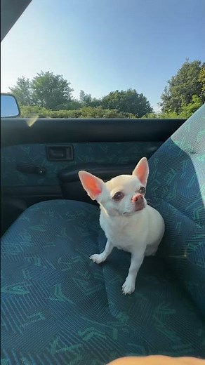 Yes, go record! With an assistant 🐶