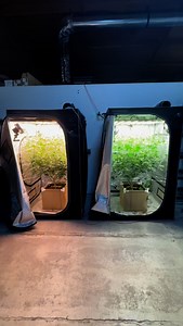 BuildAFlower and Craft Blend Topdress using 3.0 Soil with Rootwise and water only through the BluMat drip tape. Using 20% Cool white, 100% Warm white and 25% Deep red channels as of today. Day 21 @rootwisesoildynamics @grassrootsfabricpots @blumatwateringsystems @upayagarden @grandmasterlevel | Buildasoil