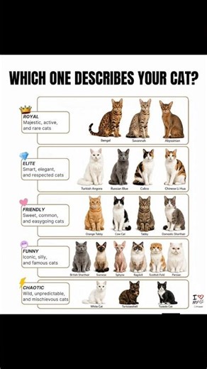 Different types of cat breeds. #catrescue #animalrescue #cat #kitten #adoptstrays
