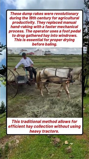 A Farmer Uses Horse Power To Gather Fresh Hay In The Countryside