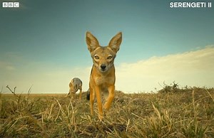 Us trying to look for food in the fridge at 2 AM! Brace yourself to watch the biggest real-life animal drama series. Watch Serengeti II, tonight at 9 PM. #SonyBBCEarth #FeelAlive #SerengetiII #serengetinationalpark #serengetipark #bbcearth #wildlife #africa #drama #animals #survival | Sony BBC Earth