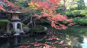 19K views · 841 reactions | ► Koiteich im Japanischem Garten ◄ Der Koiteich im Japanischem Garten übermittelt dem Besucher seine einzigartige Wirkung von Frieden und Natur. Ein wahrlicher Ort der Entspannung. ©Video: TokyoStreetView | Aquarien Deutschland | Facebook
