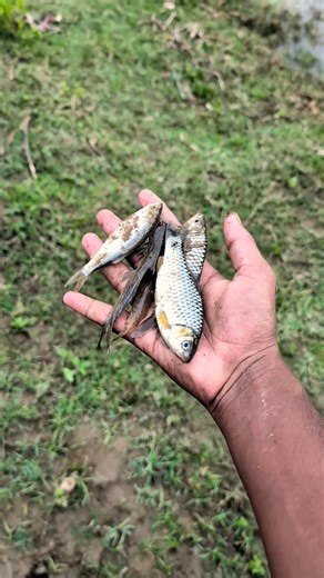 Found them trapped, set them free#fishing #shortvideo 🐟🐠😨🌿