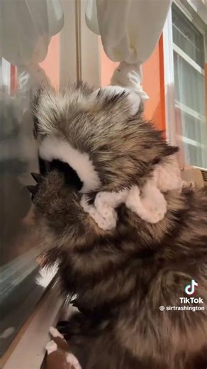 shewwwwee #country #funny #comedyfilms #tiktok #real #racoon #funnymusic #fyp #twerk #dacing