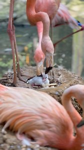 2.4M views · 28K reactions | We have another new arrival in the...