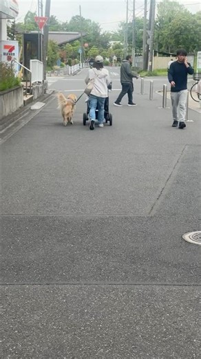 Dog is walking nicely on the road in Japan||animals and cultures with Heer||