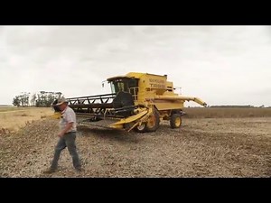 Growing irrigated faba beans - PART 4 of 4