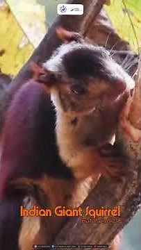 Meet the Indian Giant Squirrel, one of the most vibrant and iconic mammals of our forests.